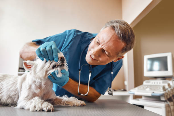 Best Dental Abscess Treatment in Congress, AZ